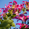 Hong Kong Orchid Tree