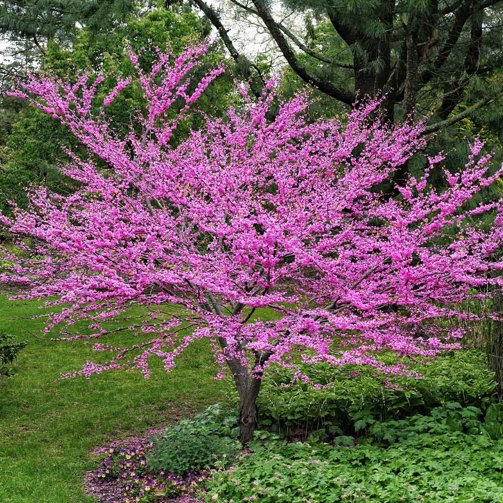 Eastern Redbud Trees for Sale | FastGrowingTrees.com