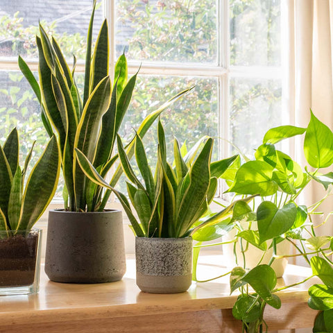 house plants