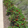 Little John Dwarf Bottlebrush Shrub