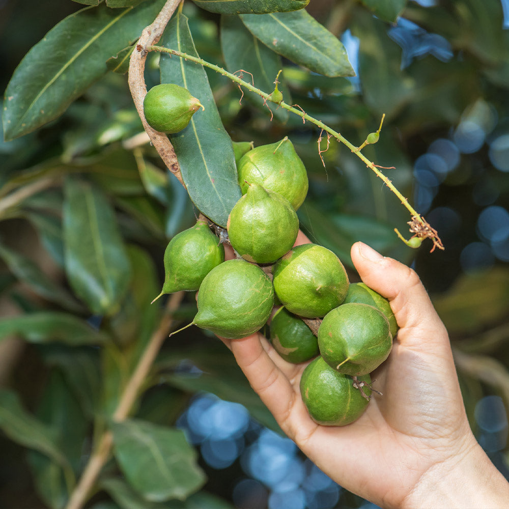 Macadamia Nut Tree