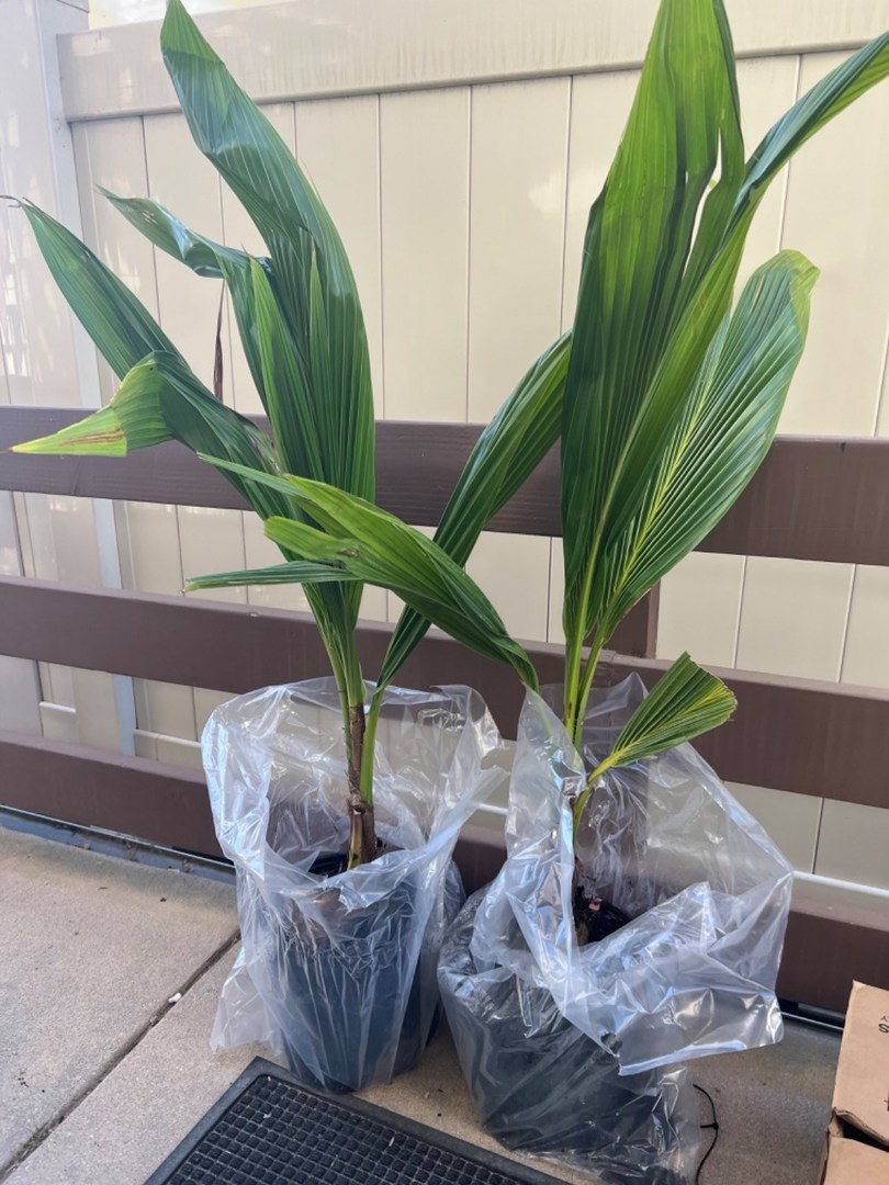 Strong healthy plants