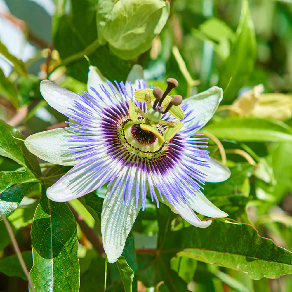 Passion Fruit Vine