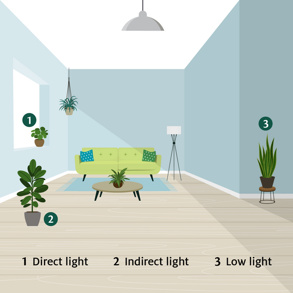 House Plant Lighting