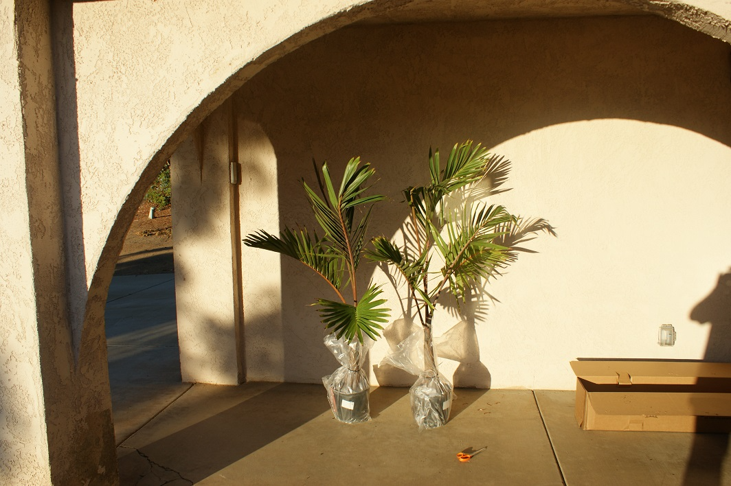 Best plants